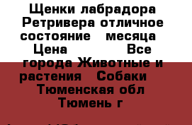 Щенки лабрадора Ретривера отличное состояние 2 месяца › Цена ­ 30 000 - Все города Животные и растения » Собаки   . Тюменская обл.,Тюмень г.